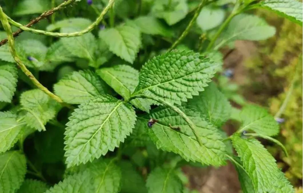 假馬鞭是什么植物,有什么危害和用途?