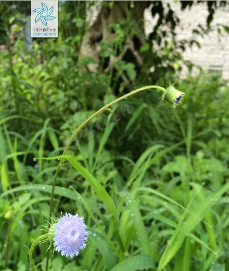 藍(lán)花野茼蒿有毒嗎,有什么特點(diǎn)和價(jià)值?