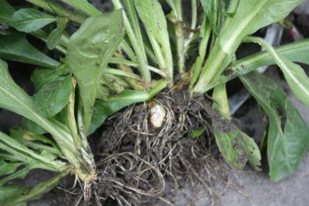 春飛蓬是入侵植物嗎？帶來(lái)了什么危害或者價(jià)值？