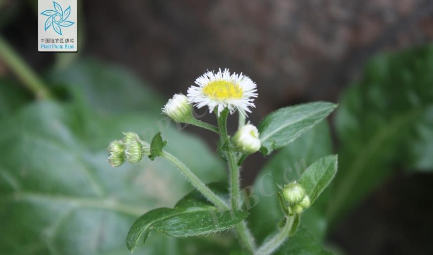 春飛蓬是入侵植物嗎?帶來(lái)了什么危害或者價(jià)值?
