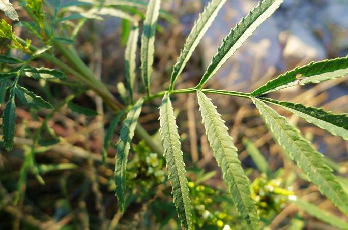 印加孔雀草是外來(lái)入侵植物嗎，有什么特點(diǎn)和危害？