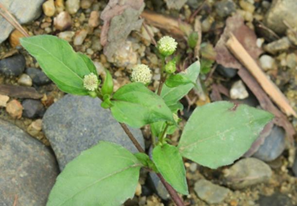 白花金鈕扣是什么植物，有哪些價(jià)值用途？