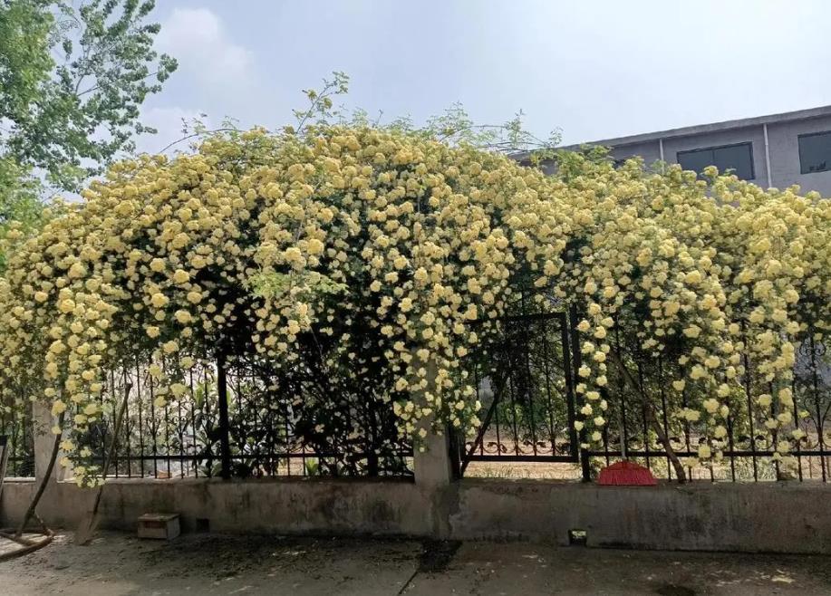 <b>木香花的花語與寓意-深情告白與美好祝愿</b>