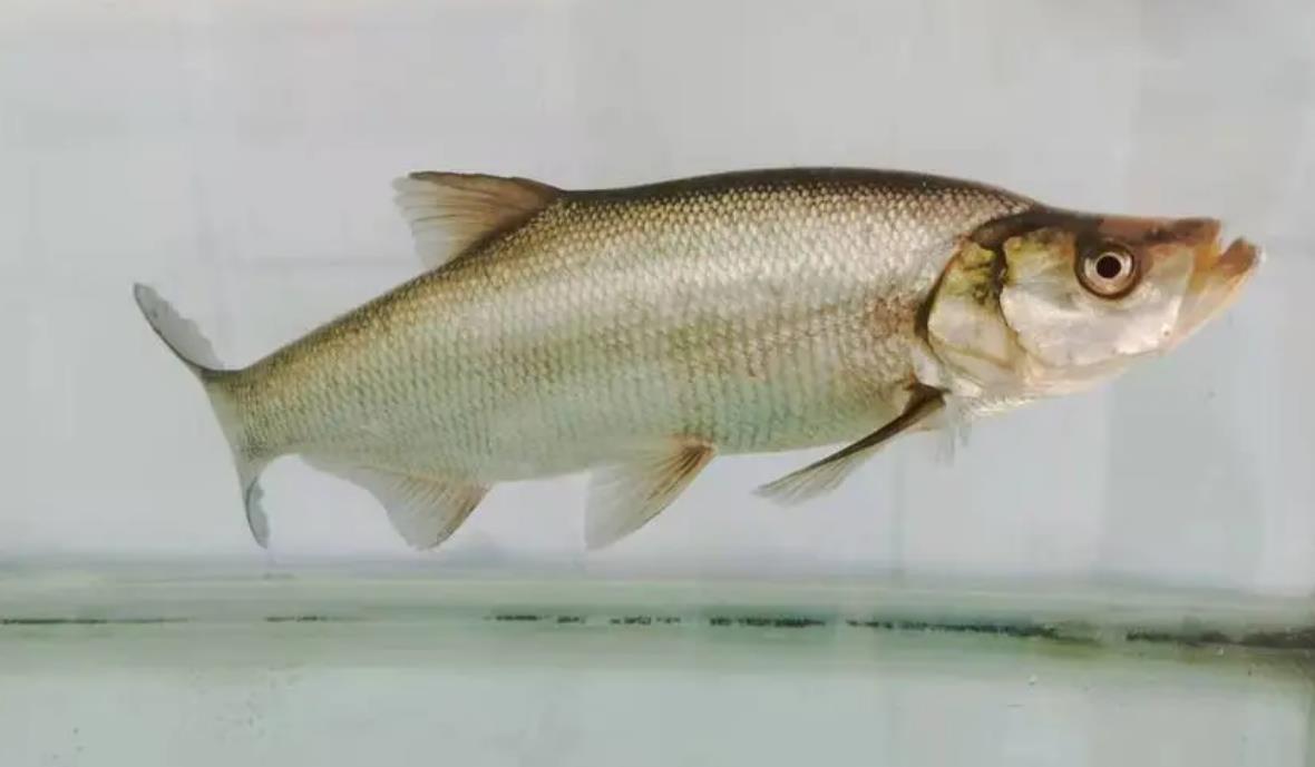 刁子魚能長多大,人工養殖前景怎么樣?