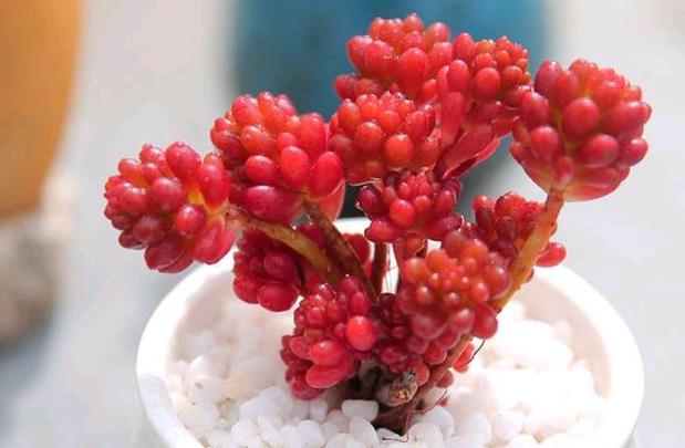 多肉紅色漿果有什么特點(diǎn),怎么分盆繁殖?