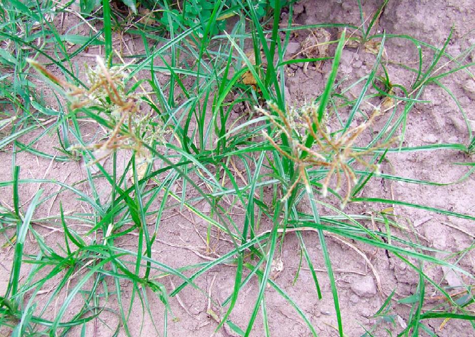 蘇里南莎草是入侵植物嗎,有什么價值和危害?