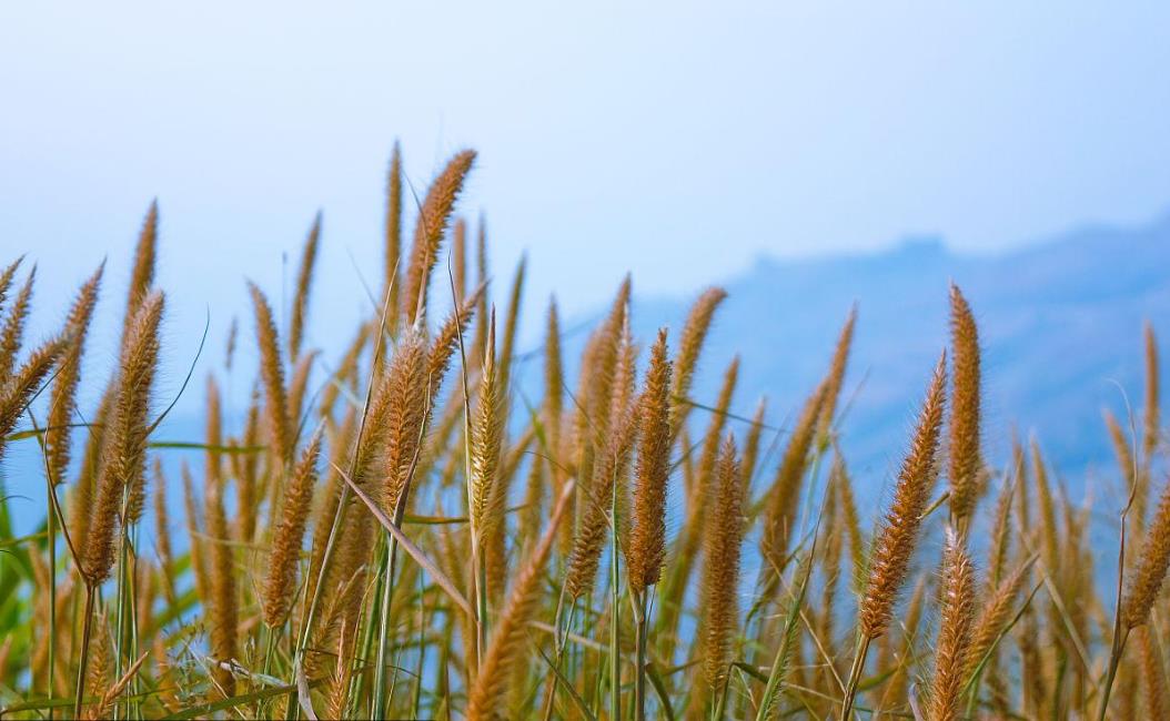 梯牧草有什么別名,可以做牧草飼料嗎?