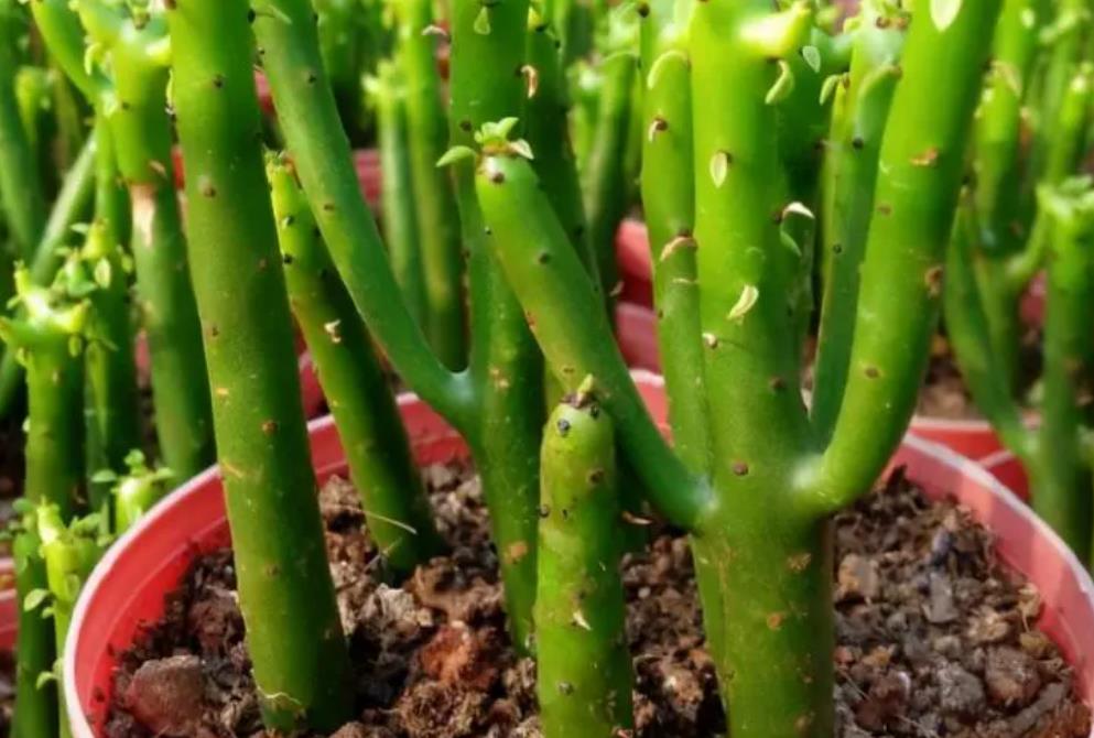 光棍樹是什么花卉植物,陽臺怎么養(yǎng)殖?
