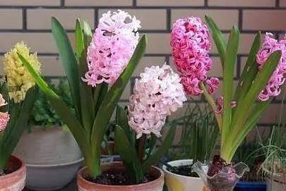 風信子開花后怎么養護和管理？
