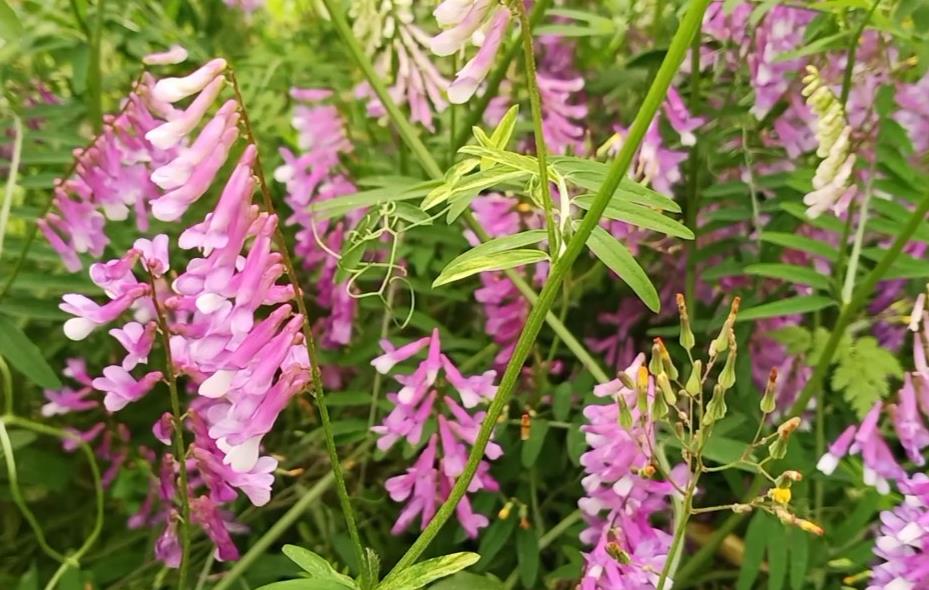 長柔毛野豌豆是什么植物?長什么樣子
