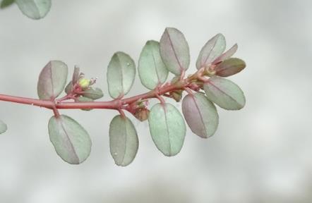 匍匐大戟是什么植物，有什么價值和危害？