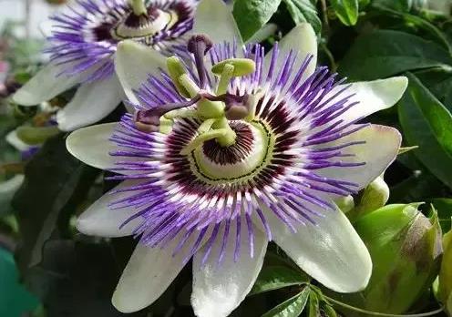 西番蓮開花有香味嗎，怎么養(yǎng)殖？