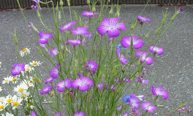 麥仙翁幾月份開花,有什么養殖技巧?