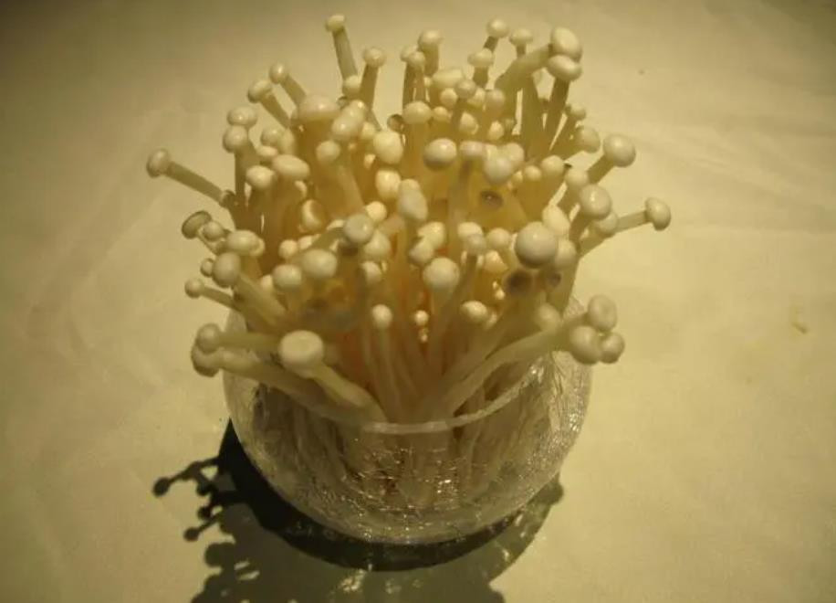 金針菇切掉的根部能再次生長出新的金針菇嗎?