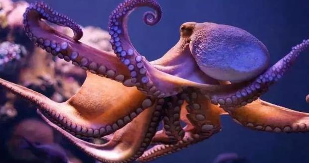 烏賊和墨魚:海洋中的智者與偽裝大師