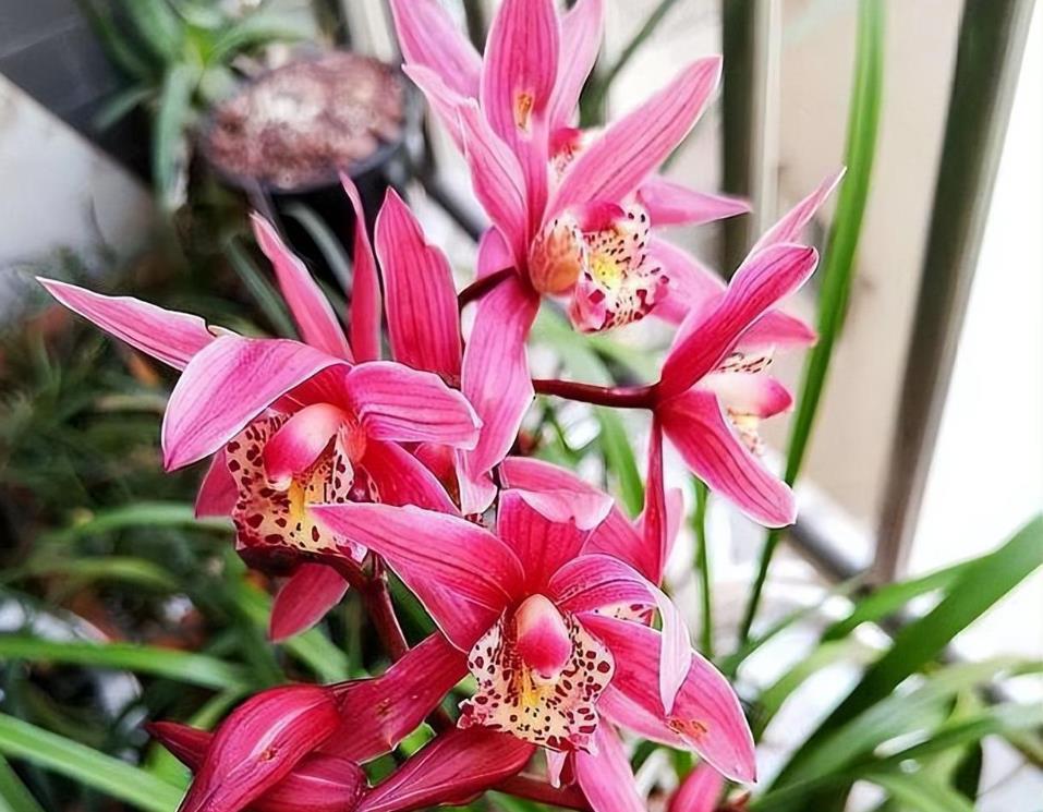 紅香妃蘭花好養(yǎng)嗎,有什么特點(diǎn)?