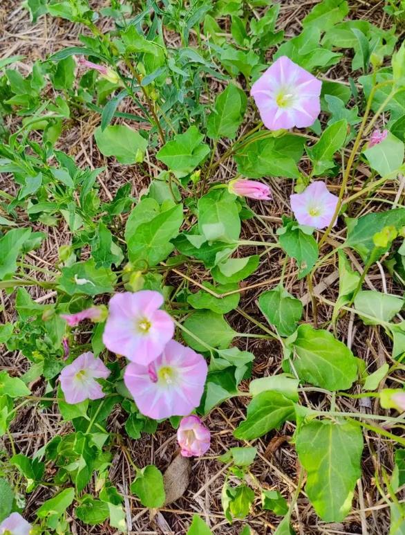 打碗花是什么花卉植物,可以養殖嗎?
