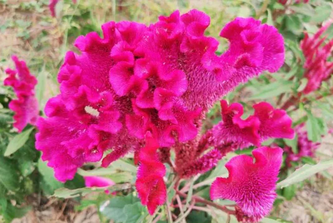 雞冠花冬天會枯萎嗎，???????掌握這些養護技巧讓它安全越冬。