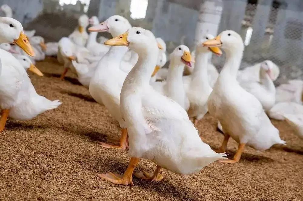 肉鴨怎么養(yǎng)殖管理肉質緊致肥膘少?