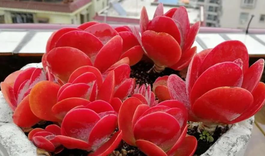 唐印多肉怎么養(yǎng)成好看的紅色?