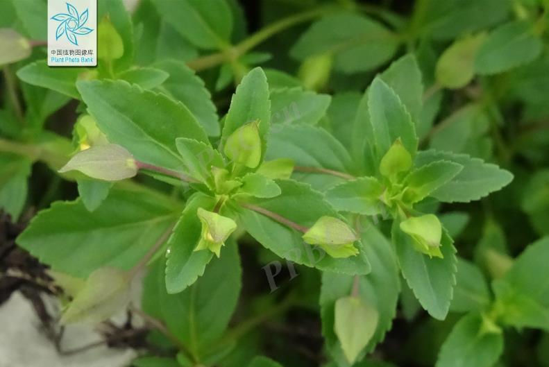 黃花假馬齒是什么植物?