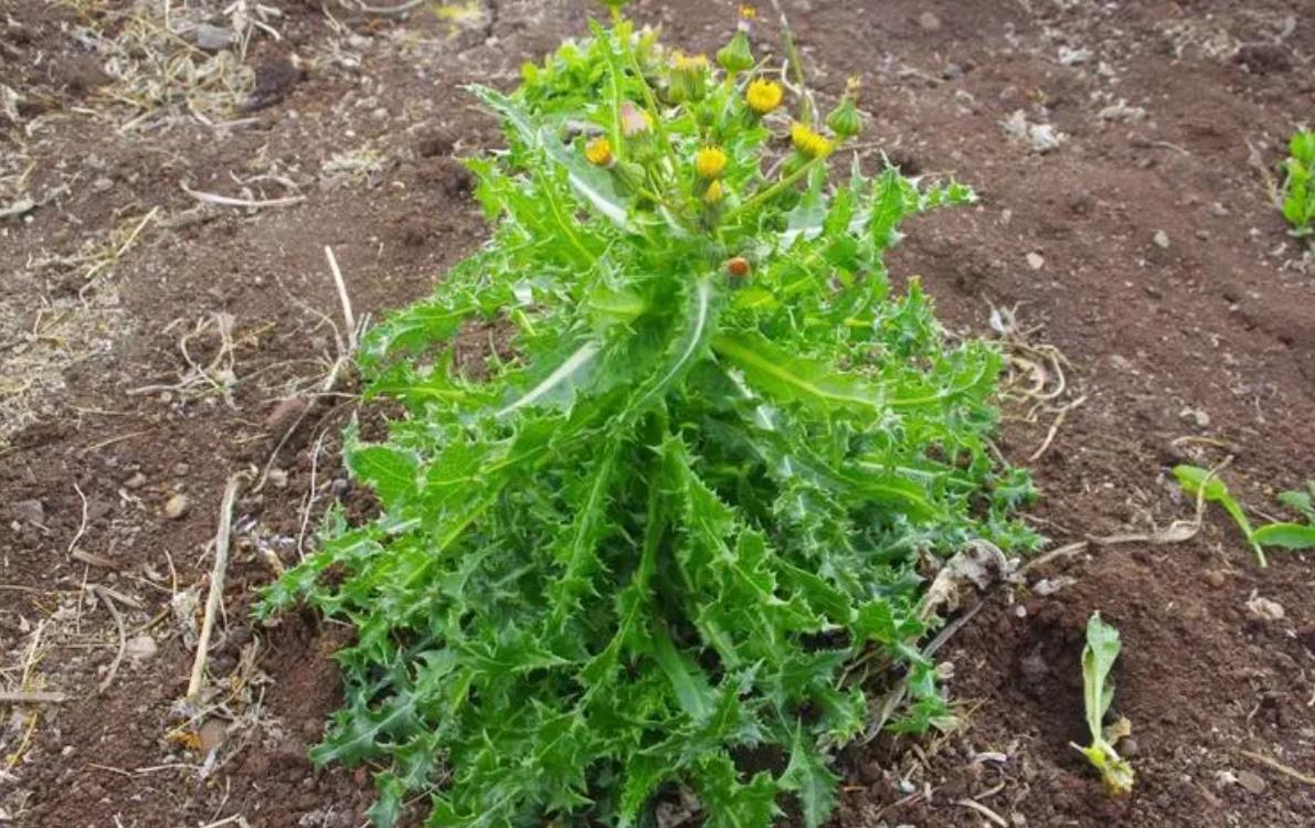 花葉滇苦菜長什么樣子,有什么價值?