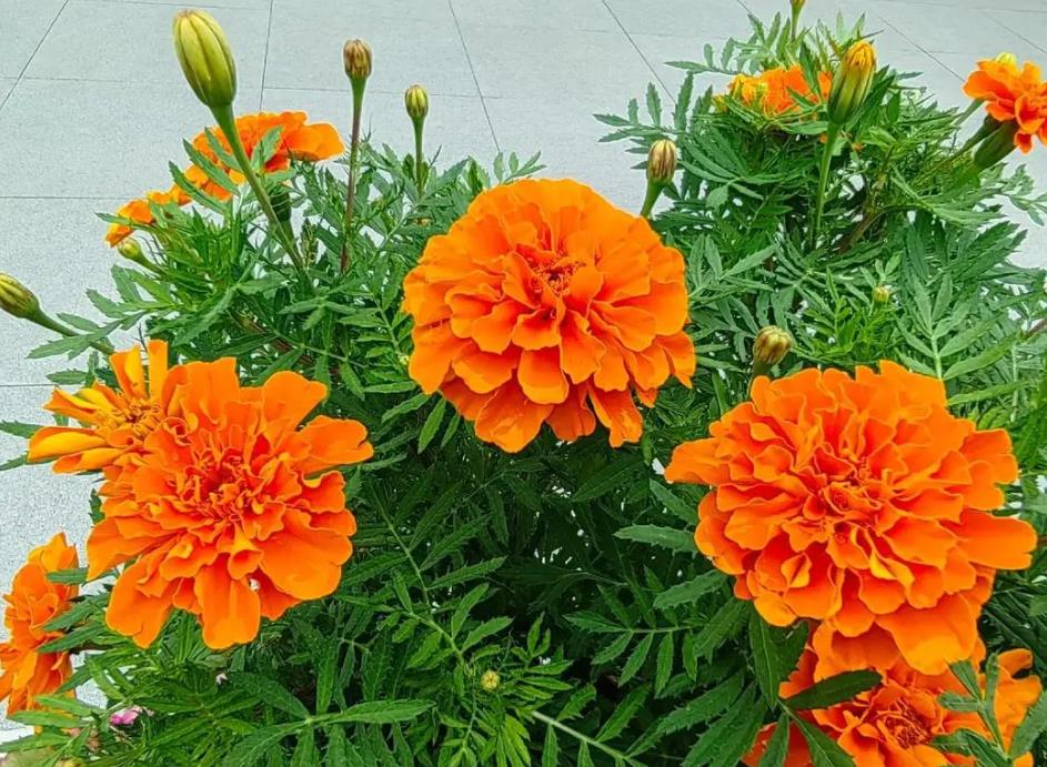 萬壽花怎么養,室內養殖風水好嗎?
