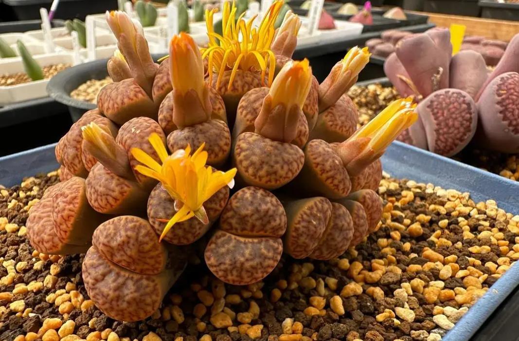生石花能長多高?