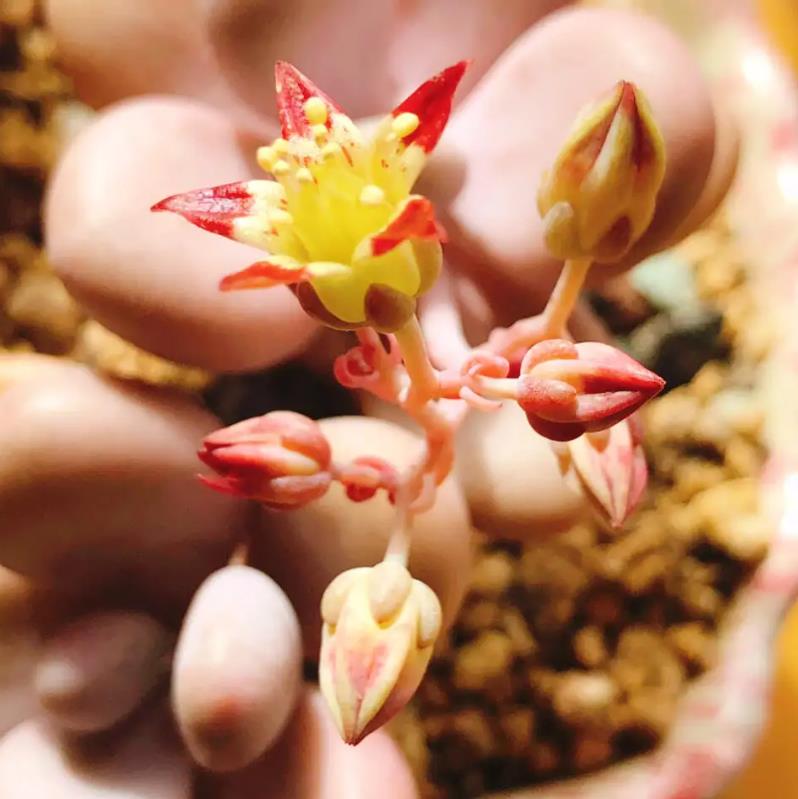 桃之卵多肉什么時候開花?養護技巧助你輕松賞花。