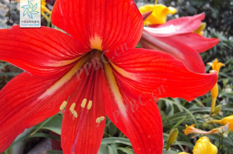 花朱頂紅有哪些特點(diǎn),冬天室外怎么養(yǎng)護(hù)?