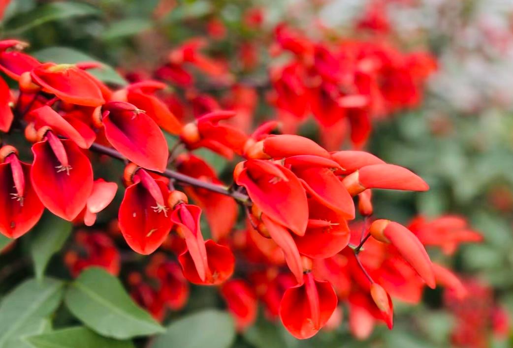 龍牙花長什么樣子,庭院怎么養殖?