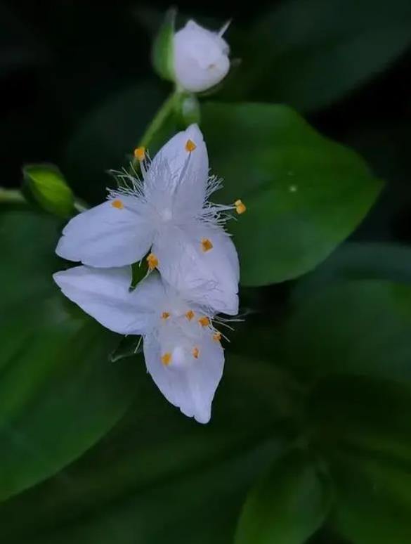 白花紫露草長什么樣子,室內(nèi)怎么養(yǎng)殖?