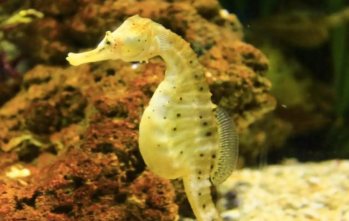 探索海海洋中的神秘生物,感受海馬的多樣魅力