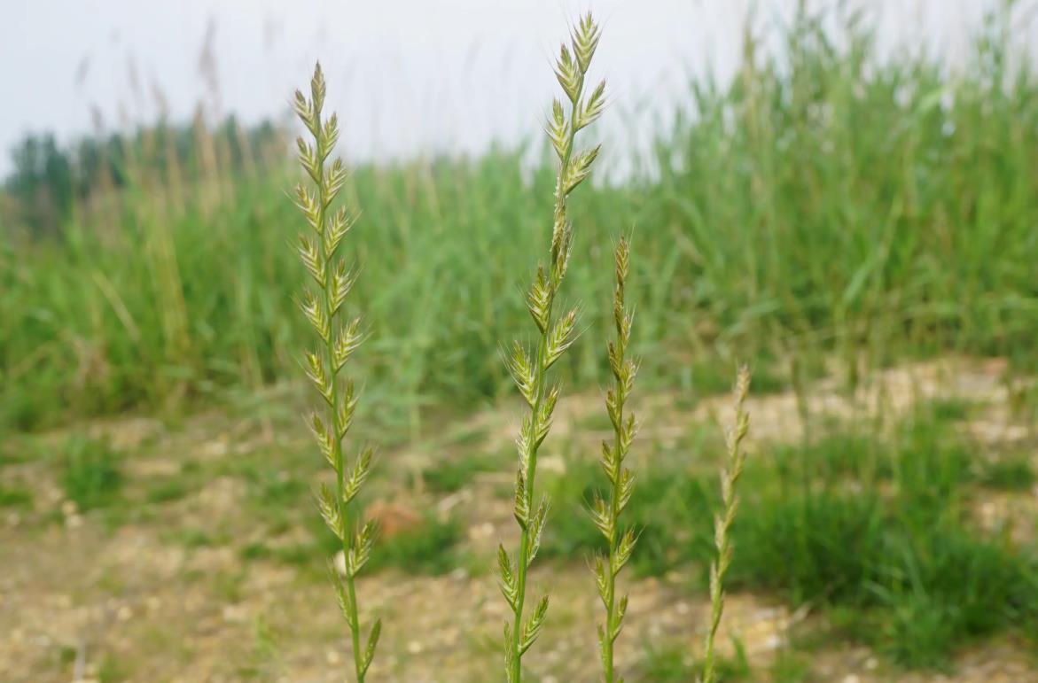 歐黑麥草是入侵植物嗎,有什么價值和危害?