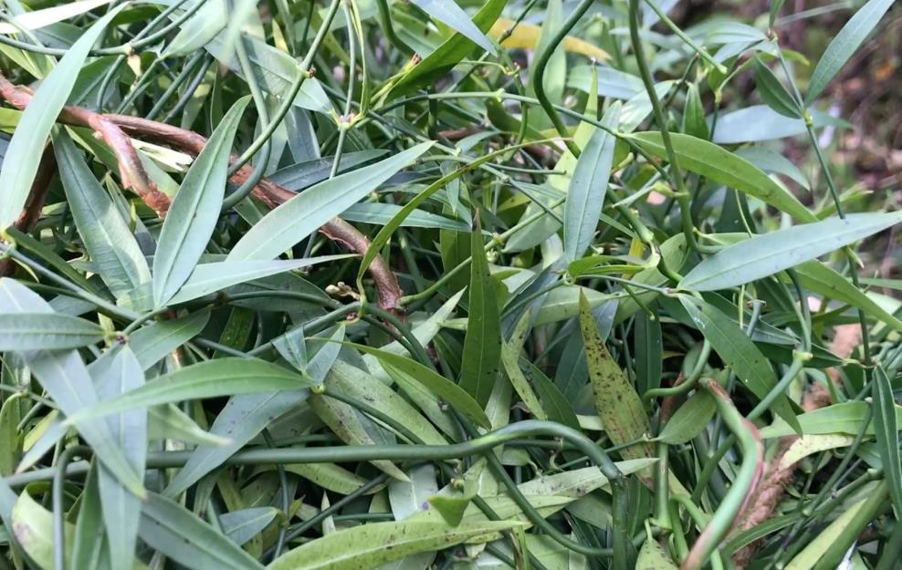 風藤草生長在野外哪些地方,有什么價值用途