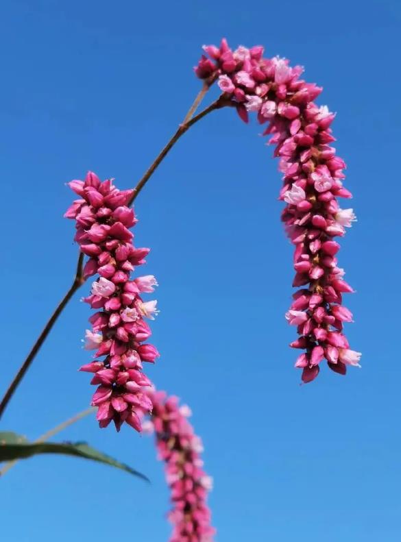 紅藤蓼的別名有哪些,野外生長(zhǎng)環(huán)境條件是什么?