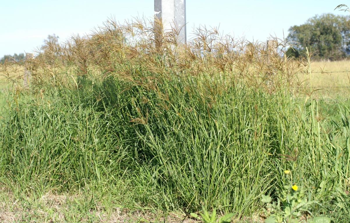 非洲虎尾草是入侵植物嗎,有什么價值和危害?