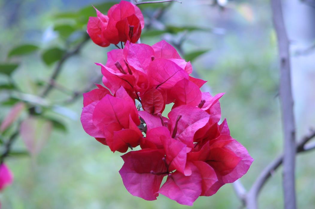 葉子花是什么類花卉,有哪些特點?