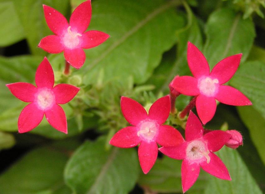<b>尖二型花種類揭秘：從常見到冷門，領(lǐng)略花卉之美</b>