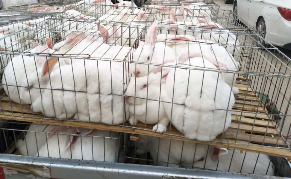 秋冬季節肉兔養殖寶典：保暖、營養與疾病預防策略