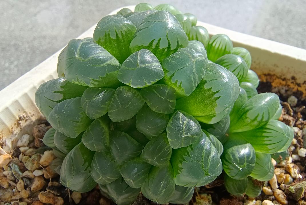 姬玉露有香味嗎,冬季可以放室外嗎?