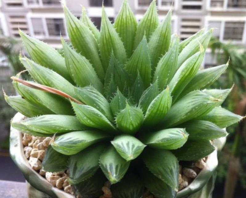 三角琉璃蓮是晶瑩剔透的多肉珍品,室內養(yǎng)殖攻略分享