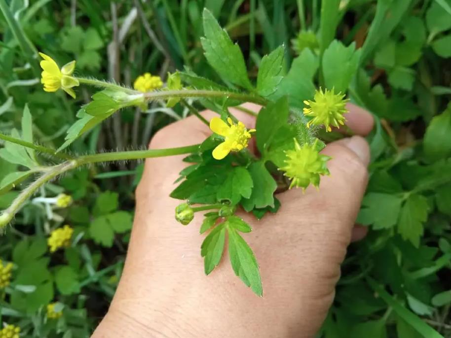田野毛茛是入侵植物嗎,有什么危害和用途