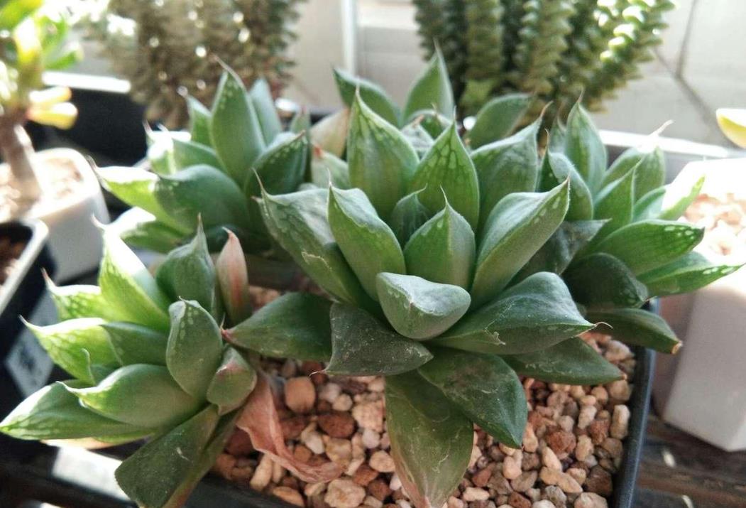 草水晶有毒嗎,適合室內養殖嗎