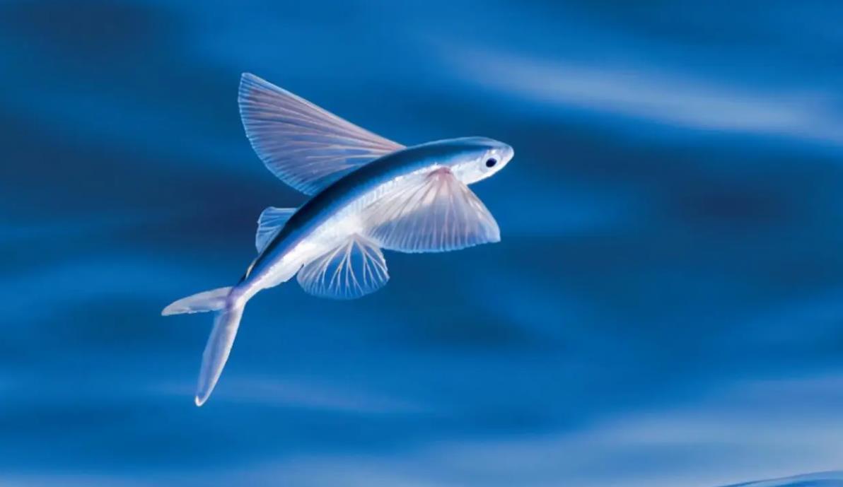 飛魚的生存智慧:滑翔如何幫助它們適應環境?