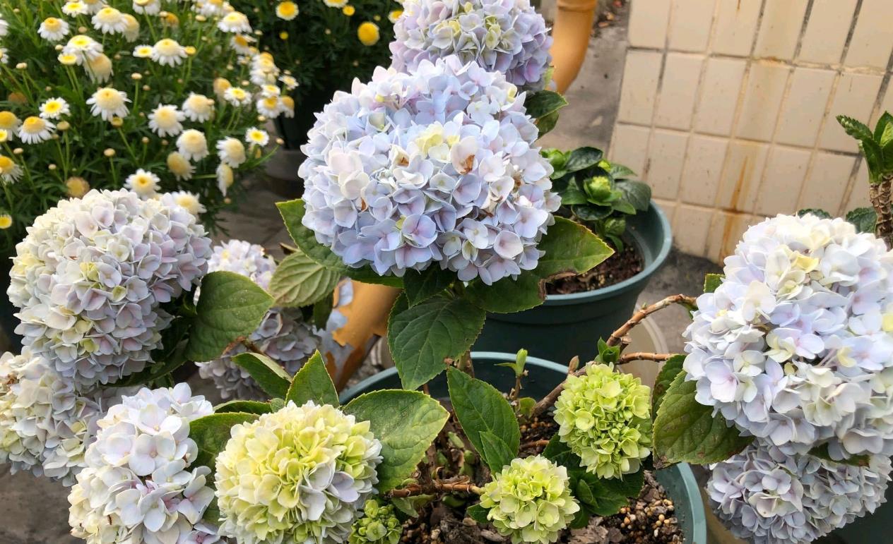 草繡球是什么花卉植物,冬天怎么養護?