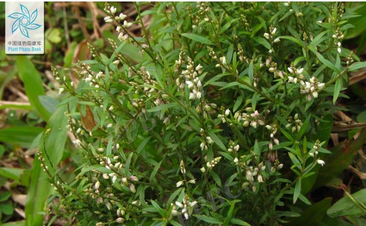 圓錐花遠志是什么植物,有什么別名?