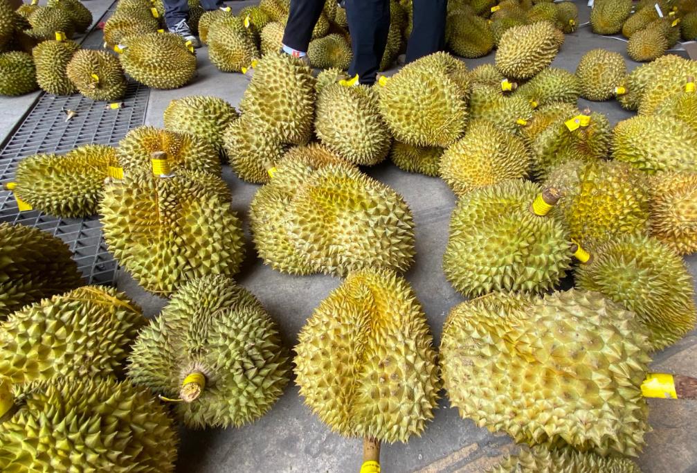 <b>精品榴蓮全國批發2024年10月30日最新價格信息及行情走勢</b>