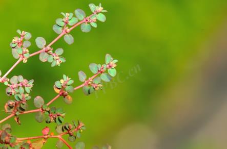 匍根大戟的植物特征、危害與藥用價值的全面介紹
