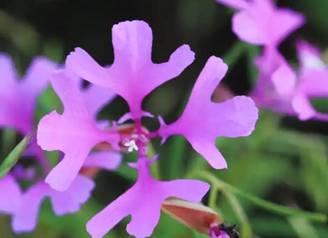 克拉花有哪些別名，冬天室內(nèi)怎么養(yǎng)殖？